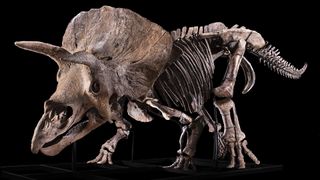 Who will buy Big John- the biggest triceratops ever discovered?, follow News Without Politics,  more news other  than politics