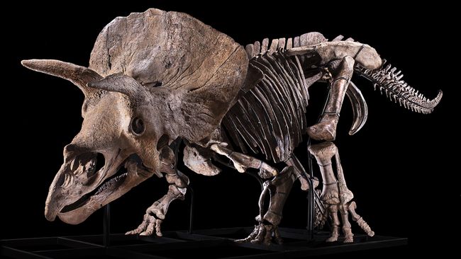 largest triceratops skeleton