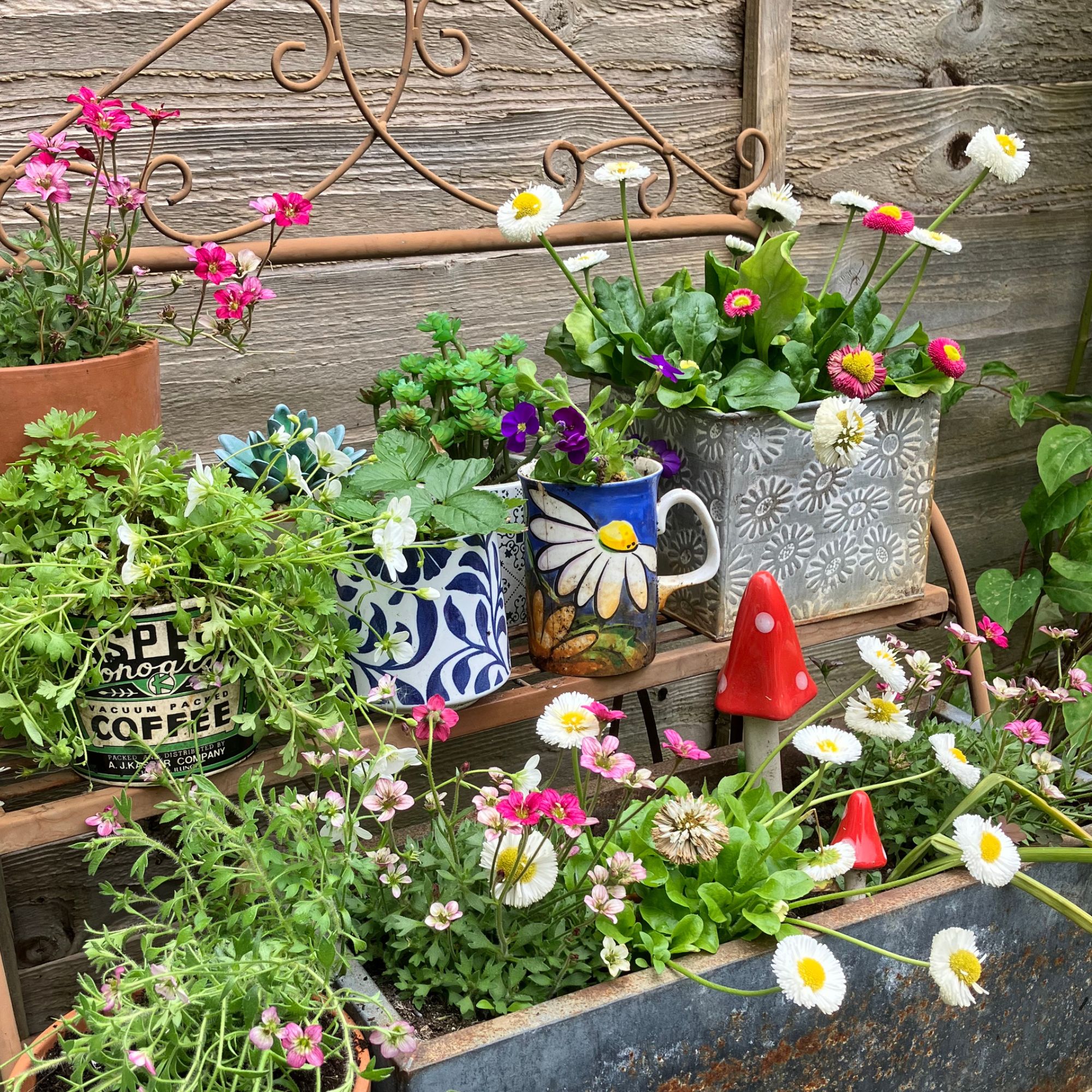 Recycled mini tea cup planters in garden filled with plants