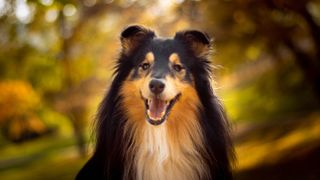 Shetland Sheepdog