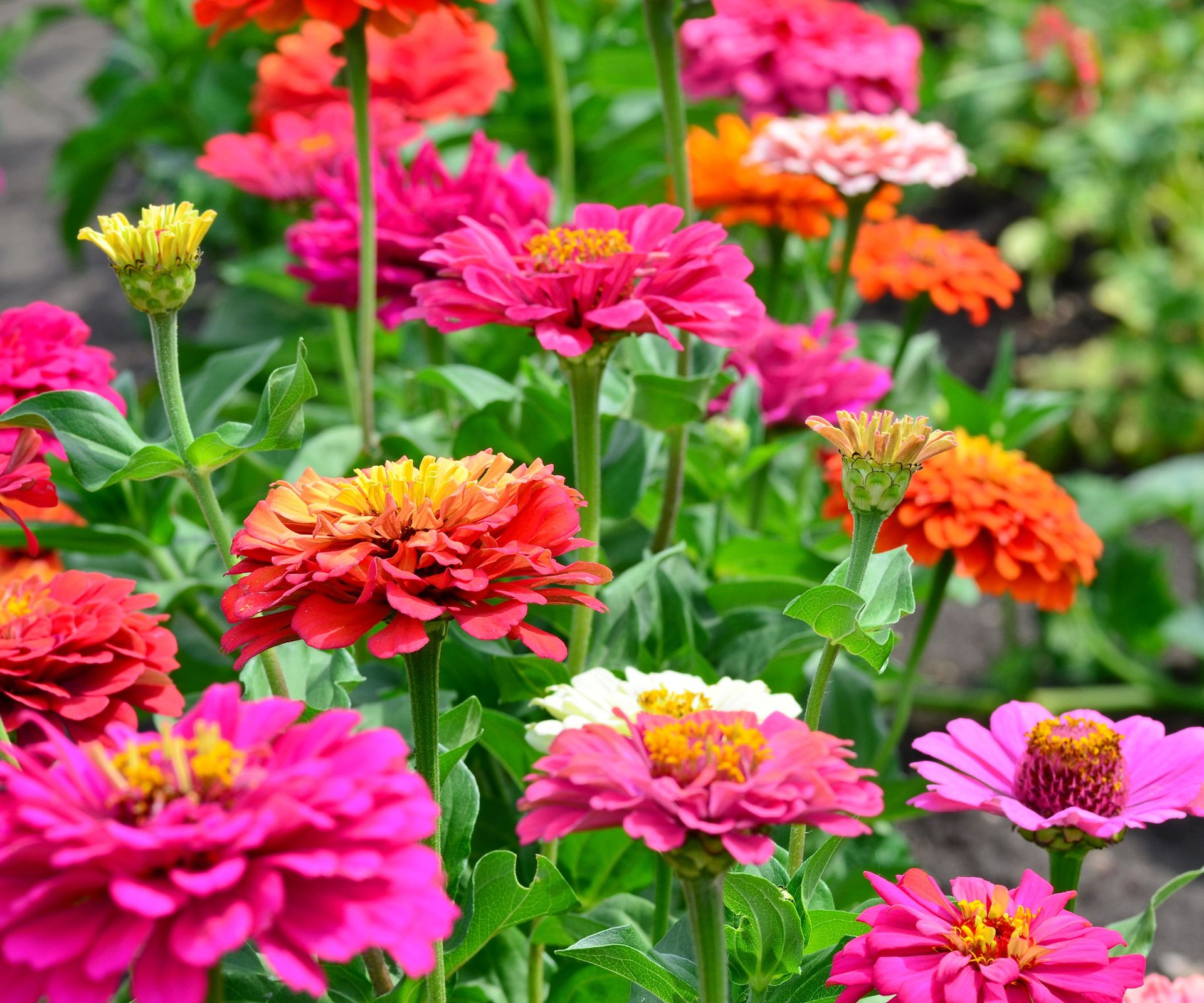 zinnias in various shades growing in raised bed