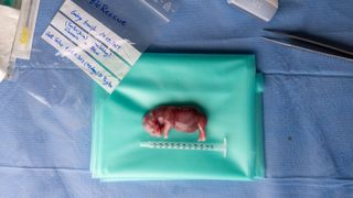 A tiny rhino embryo on a table