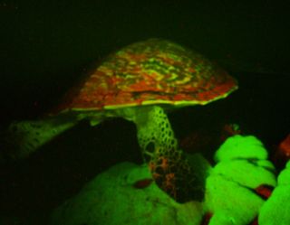 The hawksbill turtle may fluoresce to help it blend in with glowing coral reefs.