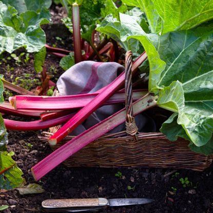 Harvested rhubarb in a wicker basket