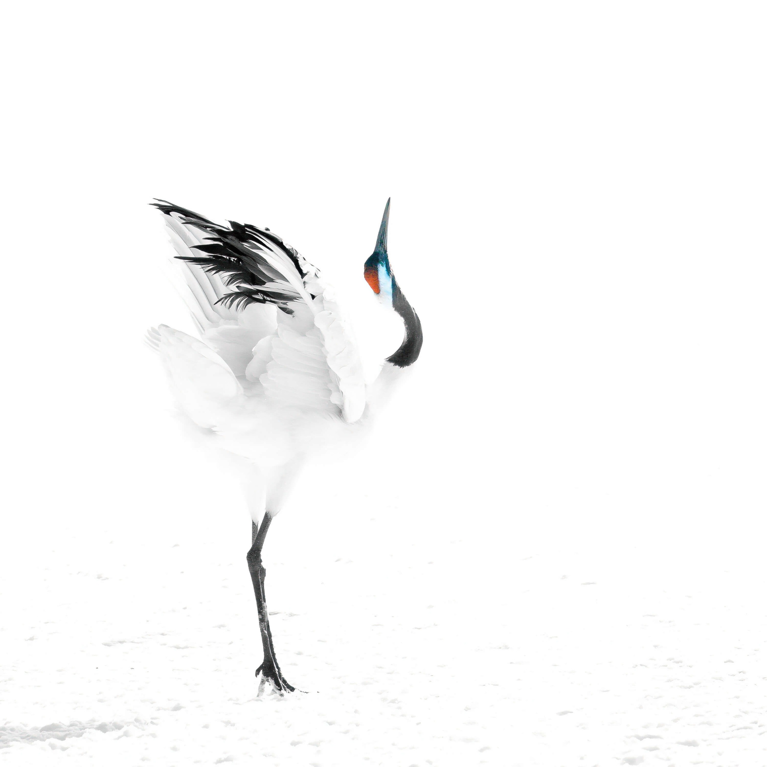Red-crowned crane.