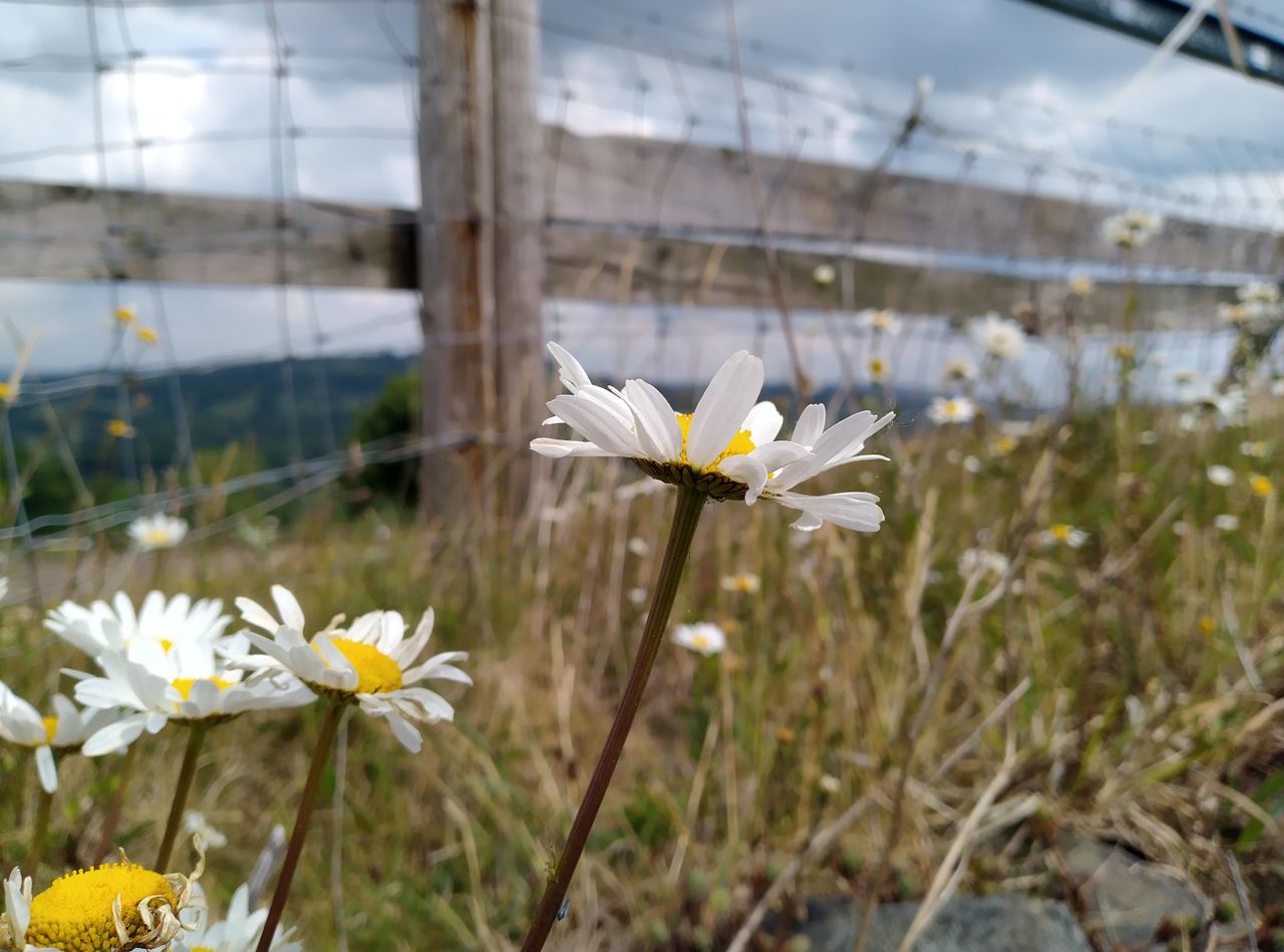 Nokia 5.3 camera sample