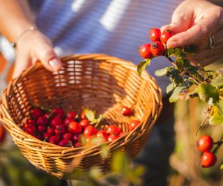 woman harvesting ripe rose hips in late summer