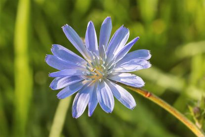 Close Up Of Chicory Flower