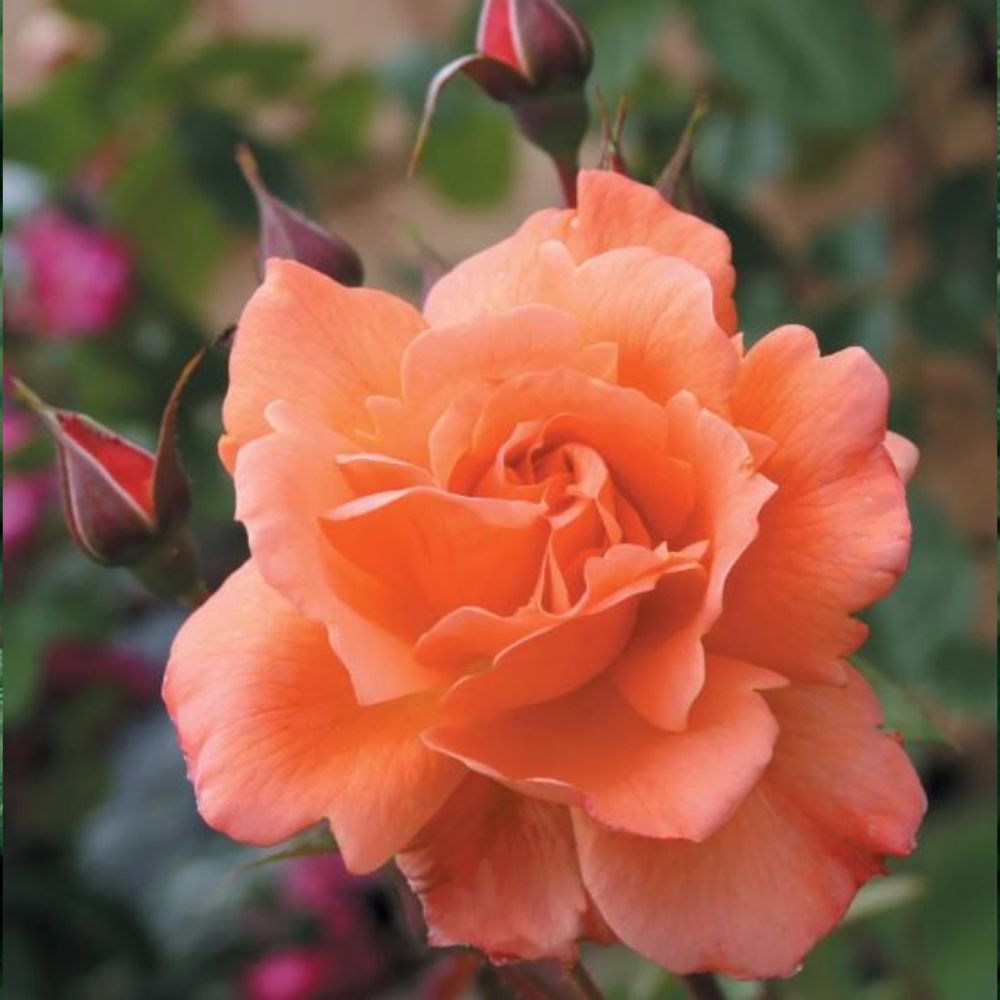 westerland shrub rose cut out