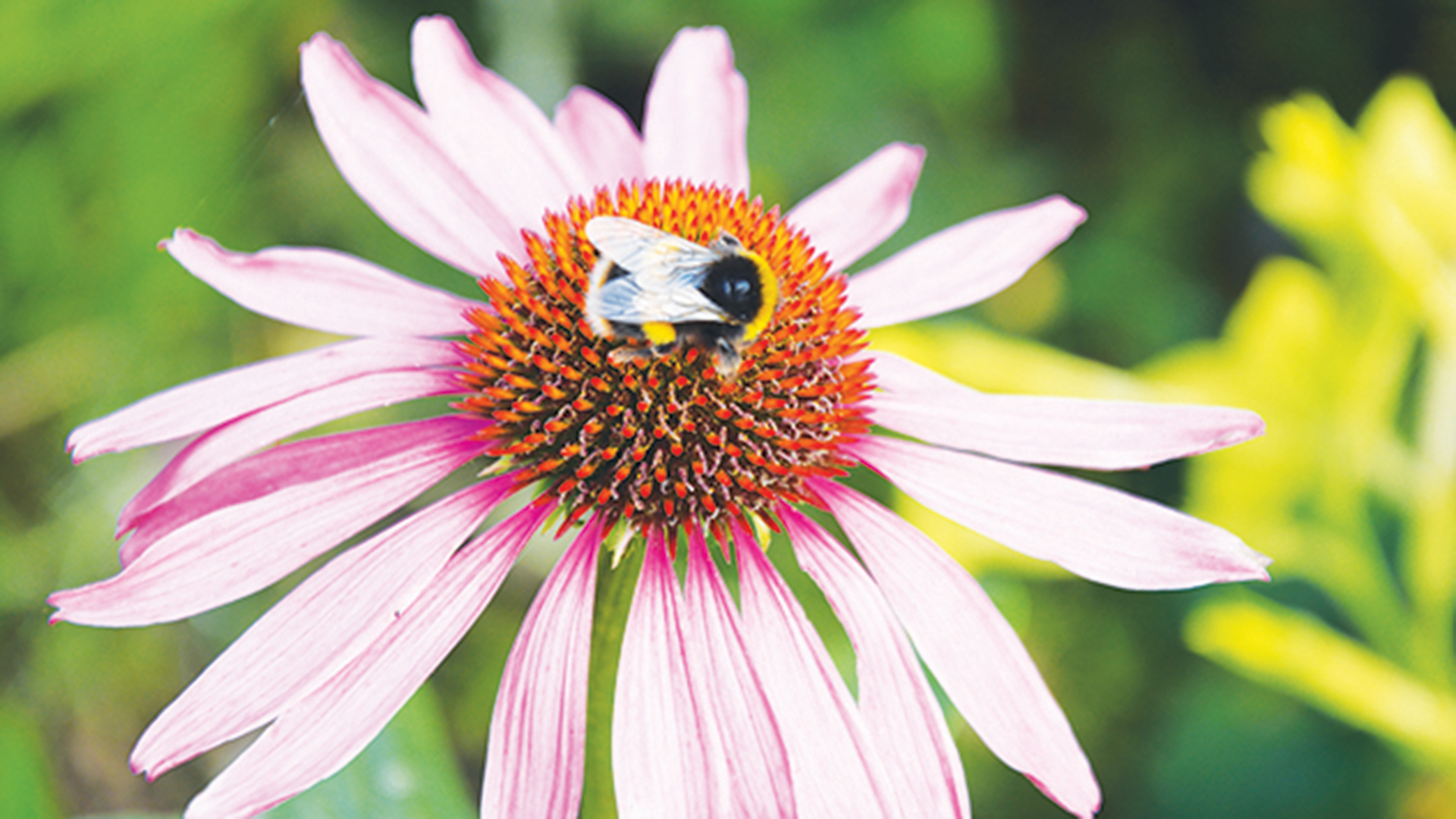 Bee-on-echinacea