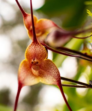 Monkey orchid dracula simia