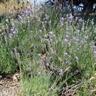 English Munstead Lavender in bloom