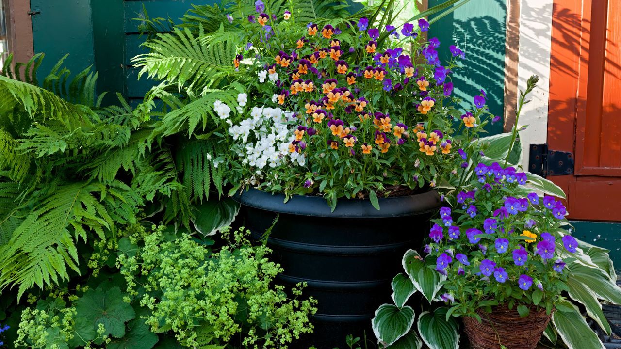 A menangerie of violets, hosta and ferns growing in pots alongside a doorstep.