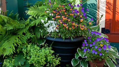 A menangerie of violets, hosta and ferns growing in pots alongside a doorstep.