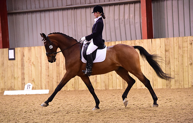 DUMBLETON - BRITANNY - SANDIEGOBESE