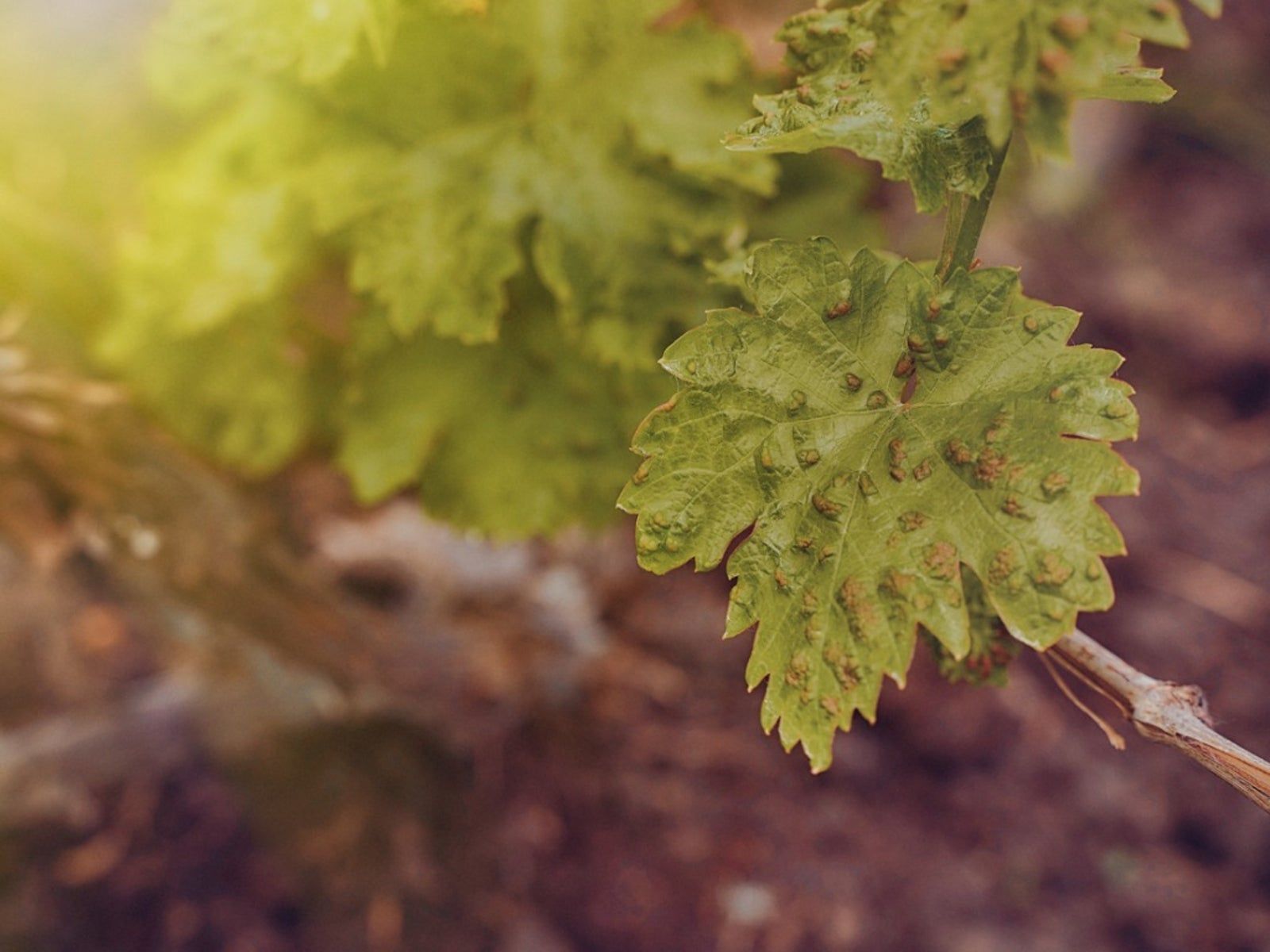 Plant Affected by Anthracnose Disease