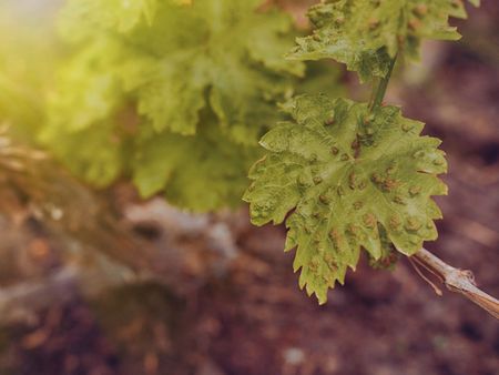 Plant Affected by Anthracnose Disease