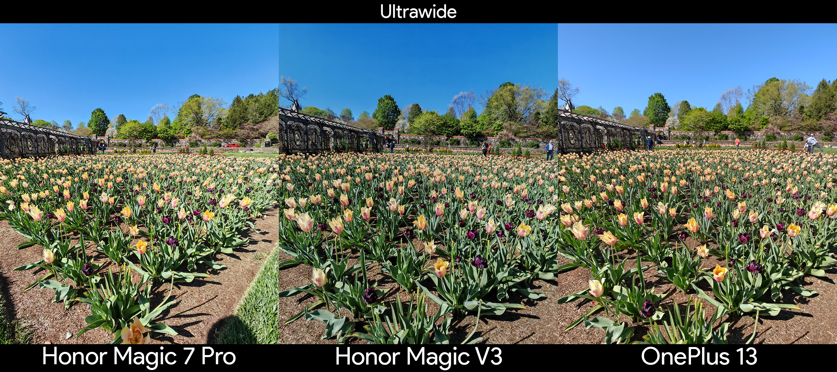Comparing the ultrawide camera between the Honor Magic V3, Honor Magic 7 Pro, and OnePlus 13 with a field of flowers