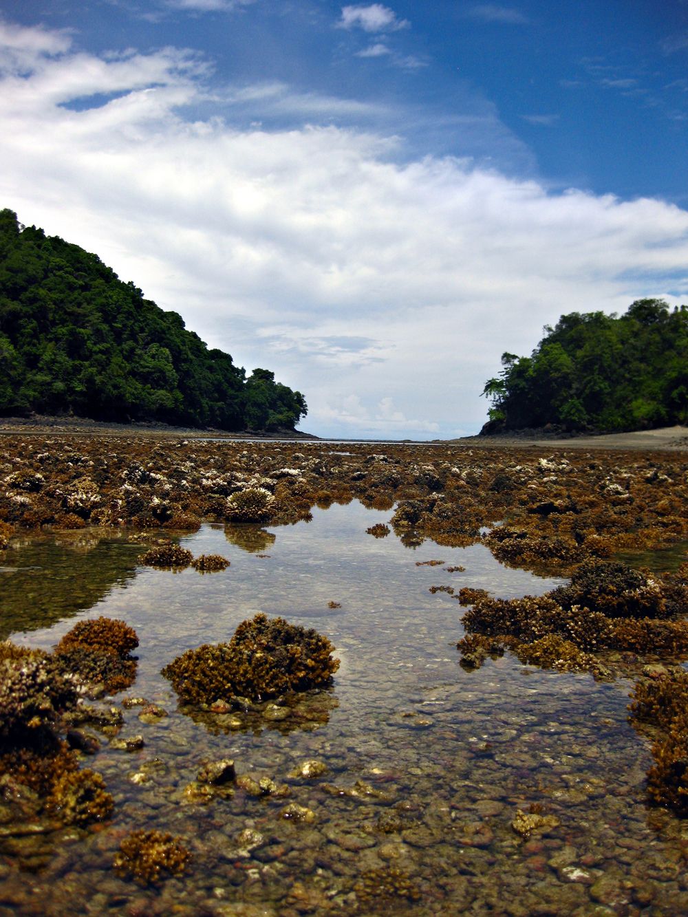 coral reef, climate change