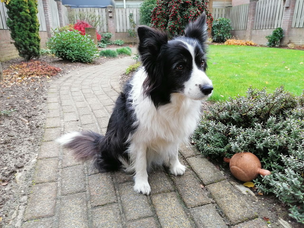 De AI-modus herkende de hond, maar buiten fellere kleuren zien wij niet meteen iets beters/anders.