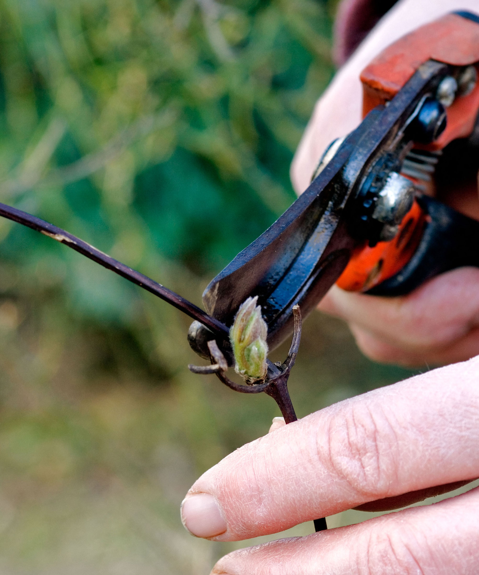 clematis branch being trimmed back to bud