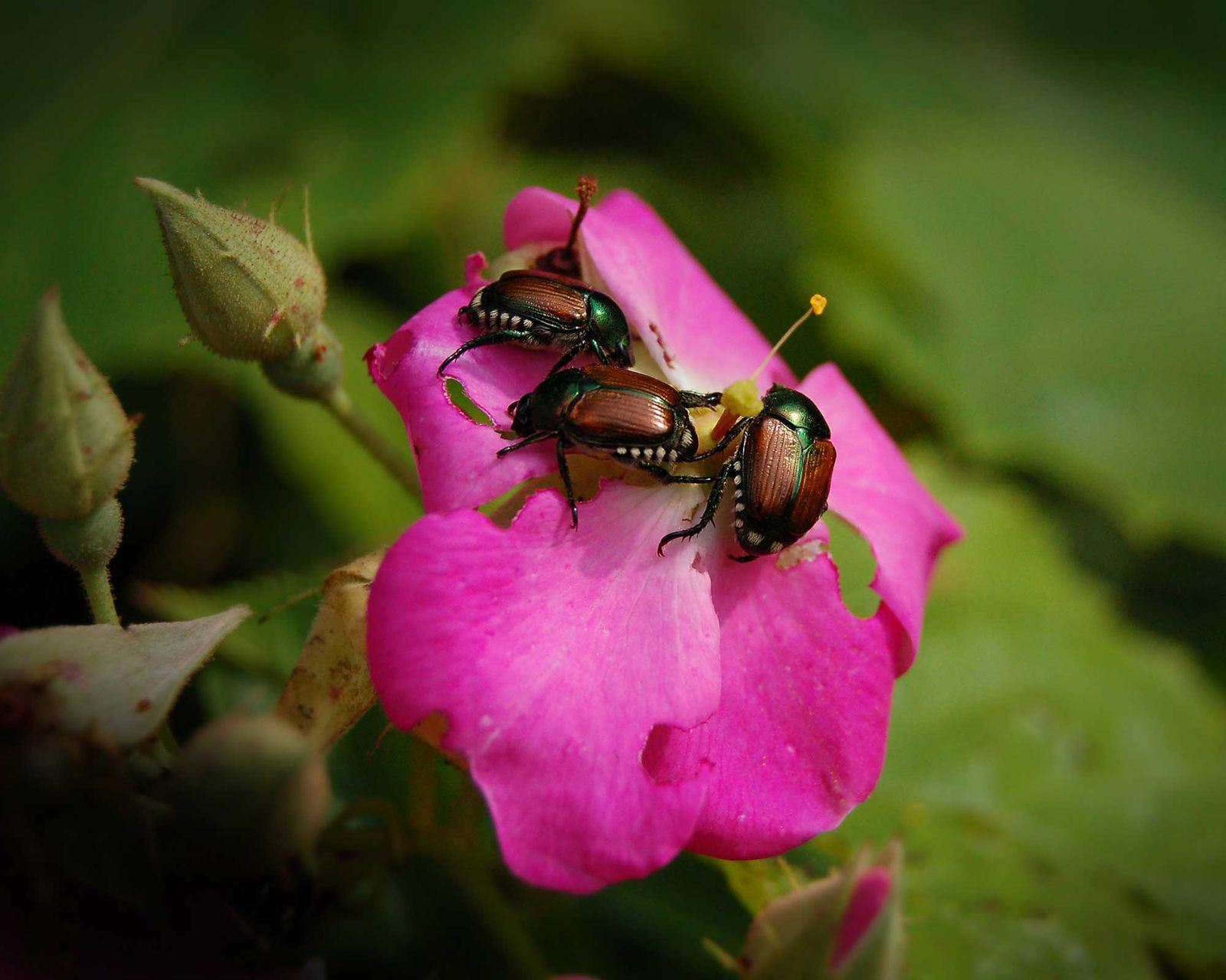 how-to-get-rid-of-japanese-beetles-5-ways-to-protect-plants-gardeningetc