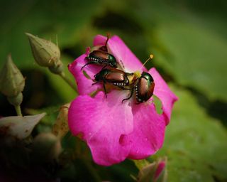 Japanese beetles on pink roses