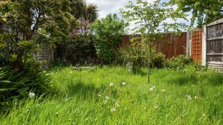 A general view of a small unkept back garden with long uncut grass with weeds, timber fence, tree and shrubs, bushes