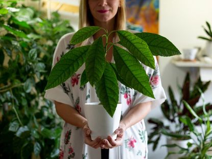 A smiling woman holds a potted avocado tree