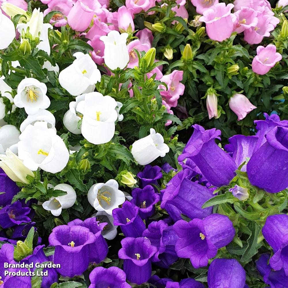 Canterbury Bells Mixed - Seeds