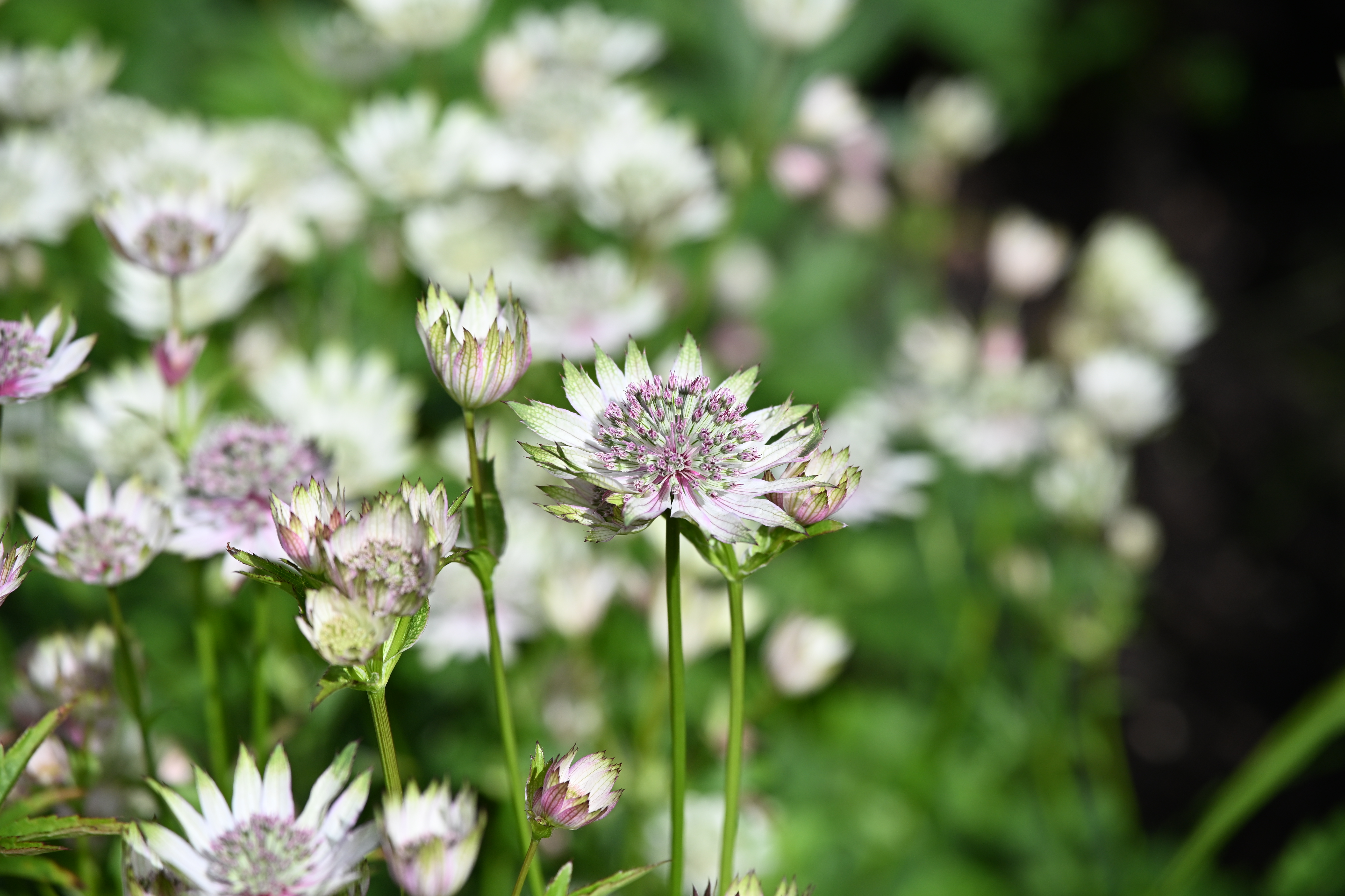 Viltrox AF 75mm f/1.8 Evo sample image