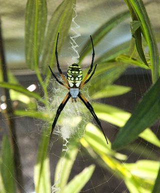 An orb weaver <em>Argiope sp.</em> Members of this genus are found all around the world and spin large webs that often contain striking designs. Charlotte’s Web author E.B. White, who consulted with an American Museum of Natural History curator while writ