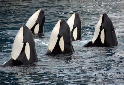 Killer whales performing at a water park
