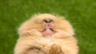 Rabbit showing its teeth