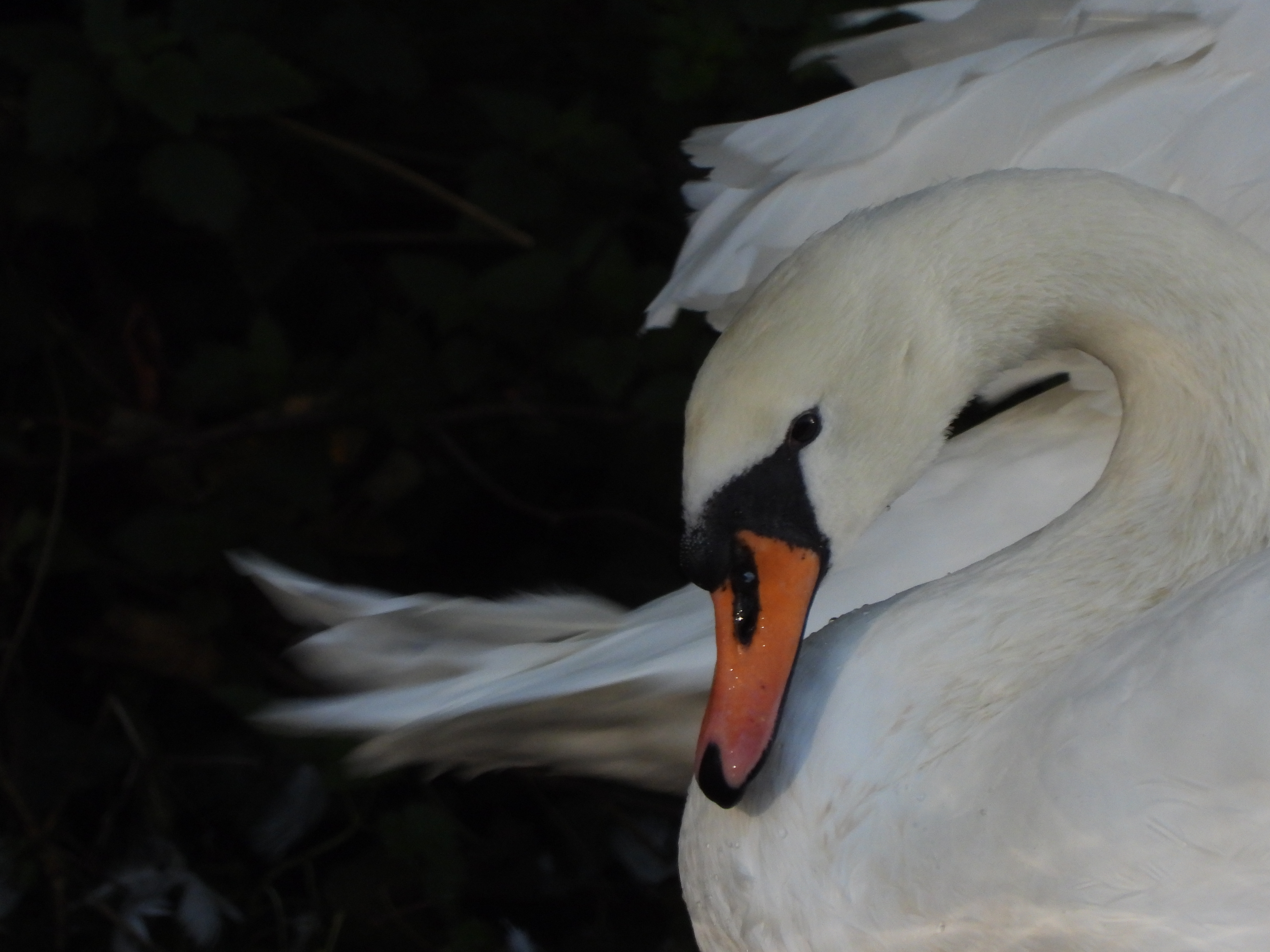 A photo taken on a Nikon Coolpix P1100 digital camera