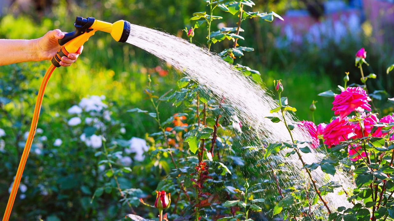 Watering roses 