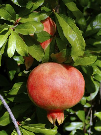 Pomegranates On Tree