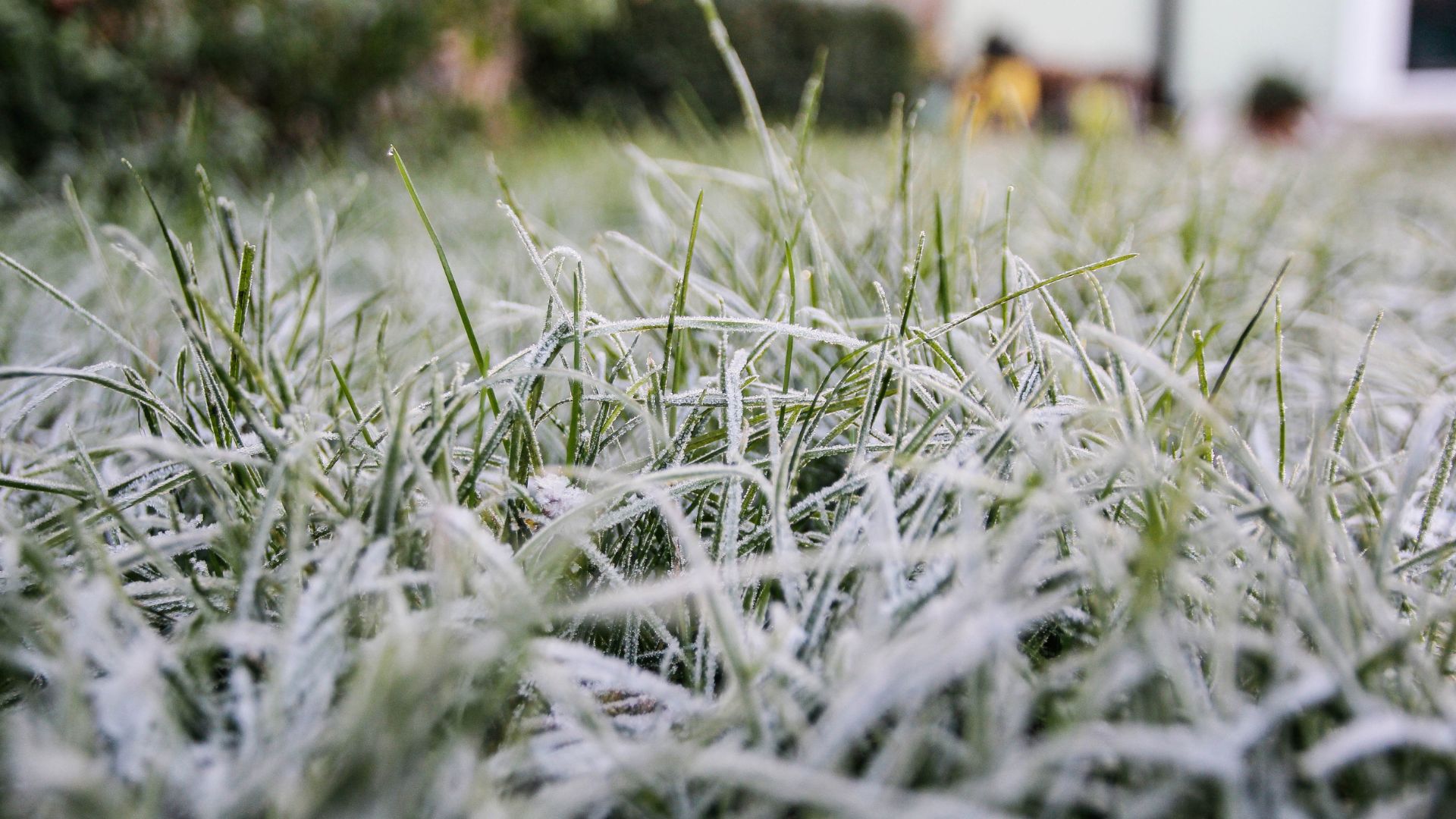 picture of frost on grass