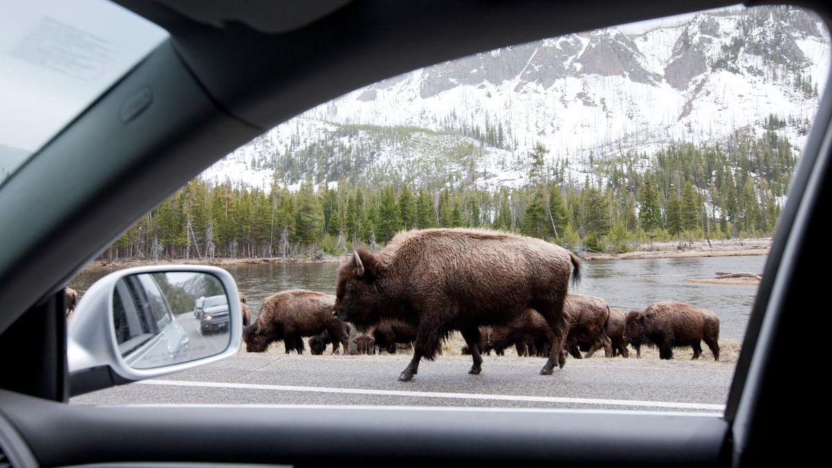 Irritable bison takes out frustration on Yellowstone tourists' car