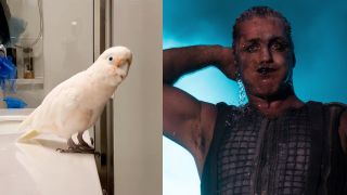 A parrot and Till Lindemann
