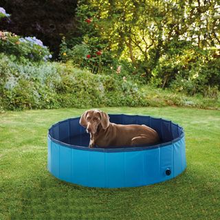 lidl dog pool