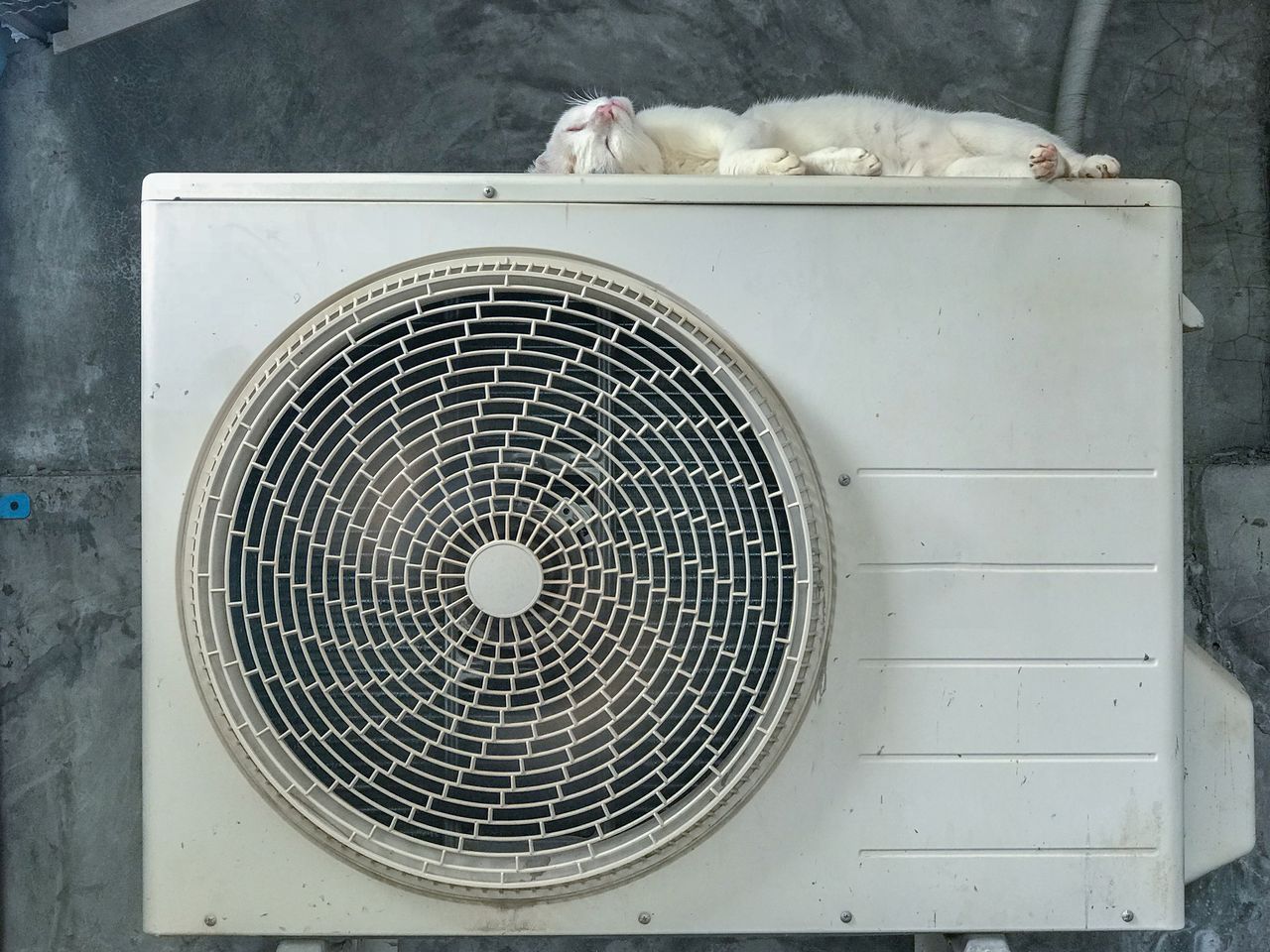 White cat sleeps on top of an air-conditioner unit.