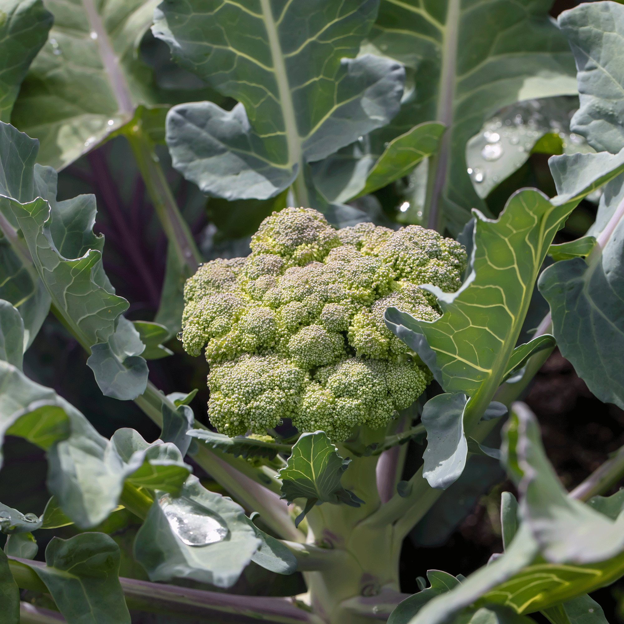 Broccoli