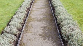 path edged with lavendar