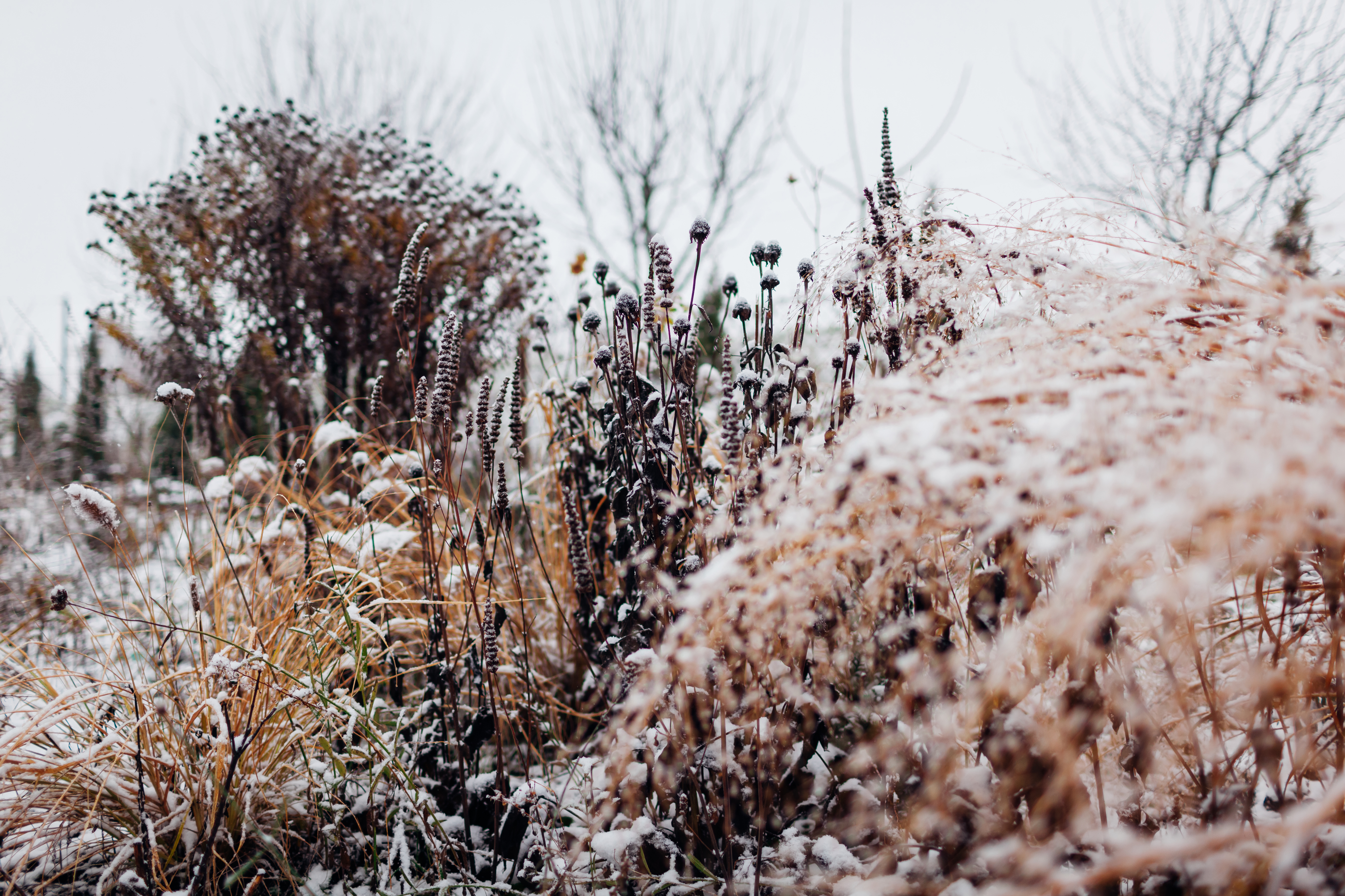 Garden winter interest. Landscape of winter perennials and ornamental grasses covered in snow. Cone flower, agastache, pennisetum