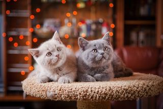 kittens on cat tree