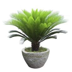 Potted Sago Palm Plant