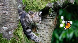 cat hunting a butterfly