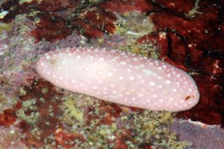 New species of nudibranch from Madang Lagoon