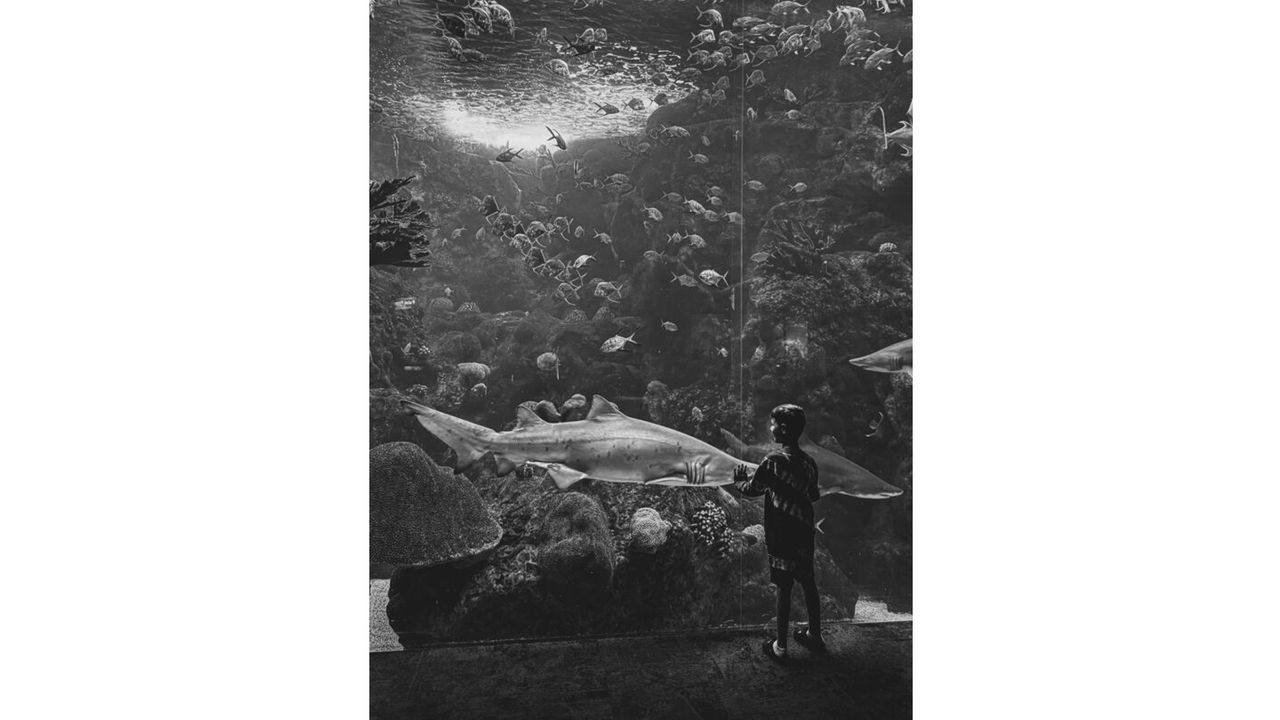 IPPAWARDS - Erin Brooks - Boy Meets Shark